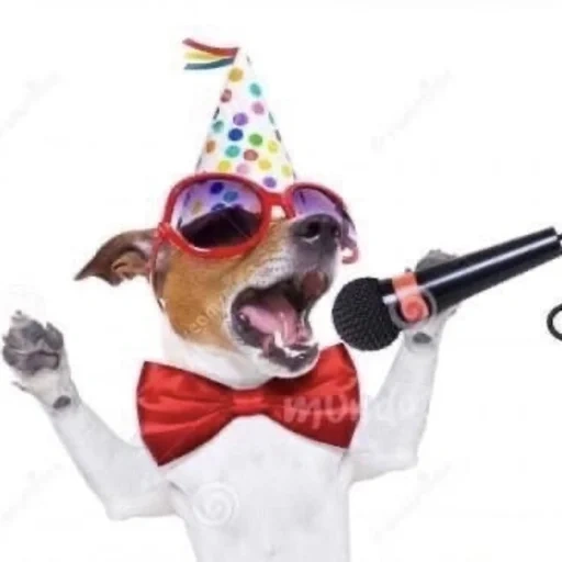 ani lorak, egor letov, hari ulang tahun, jack russell terrier
