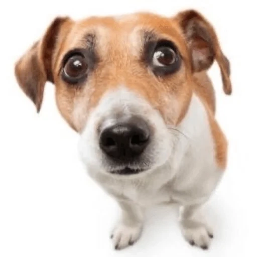 dog, jack russell, the dog thinks, puppy jack russell, jack russell terrier puppy