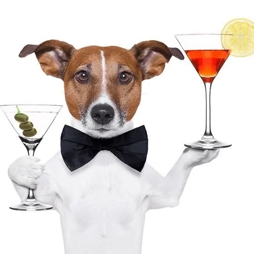 jack russell, the dog is glass, dog jack russell, jack russell terrier, dog jack russell terrier
