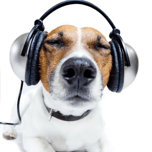 chien jack, chien de casque, écouteurs de chien, écouteurs animaux, écouteurs de jack russell terrier