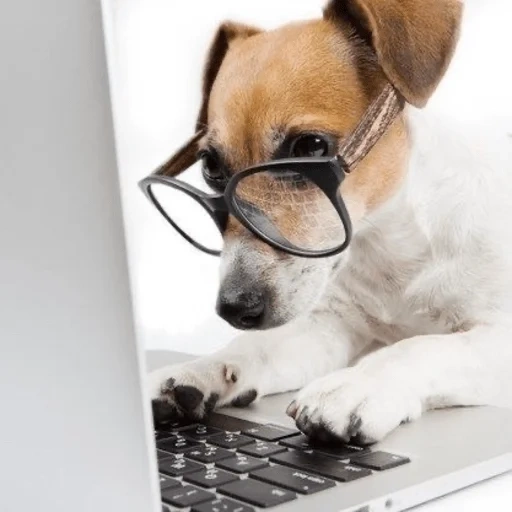 dog, the dog is a laptop, dog at the computer, smart dog with a computer