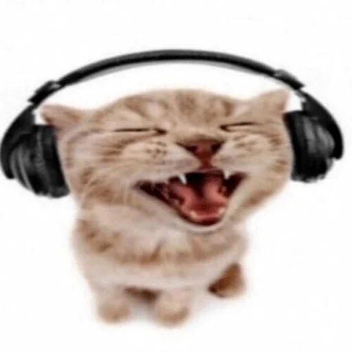 chat, casque chat, les écouteurs de chat, casque kitty, casque de chaton