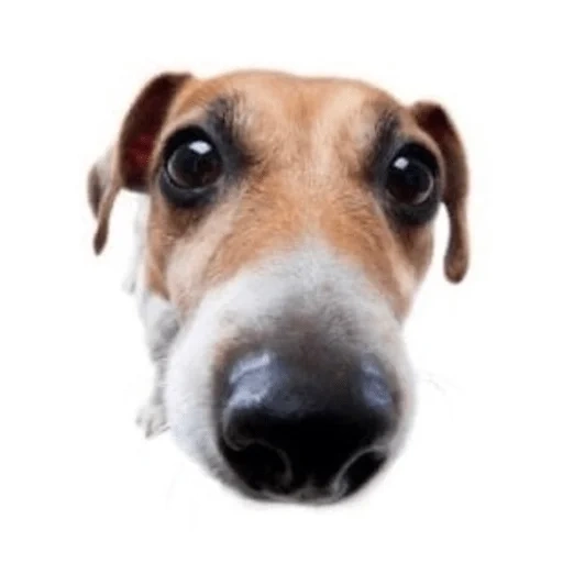 dog, dog nose, jack dog, russell terrier, jack russell terrier