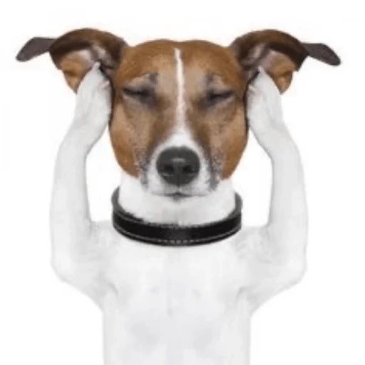 dog, russell terrier, pets, veterinary clinic, the dog shut up with ears