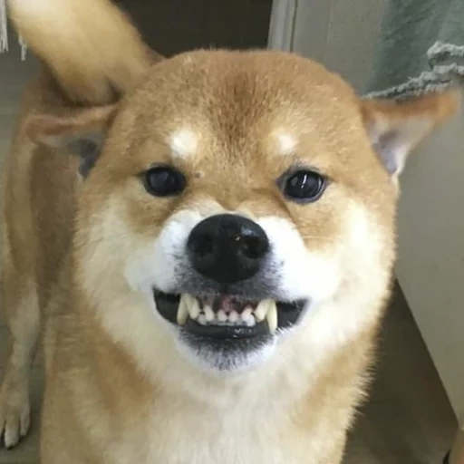 akita está enojado, shiba inu, shiba, evil shiba inu, siba es un perro
