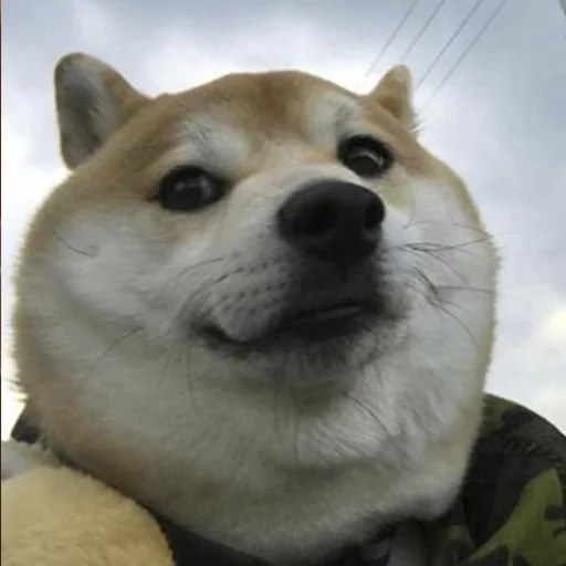 caça de cachorro doge, meme de dog, siba-inu doggi, akita shiba é engraçado, siba inu dohi
