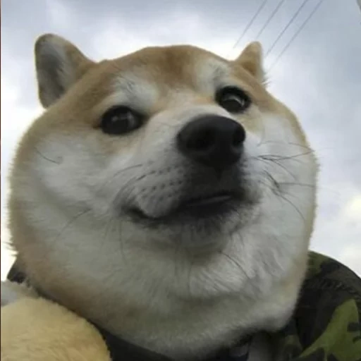 doge dog rare, meme per cani, siba-inu doggi, akita shiba è divertente, siba inu dohi