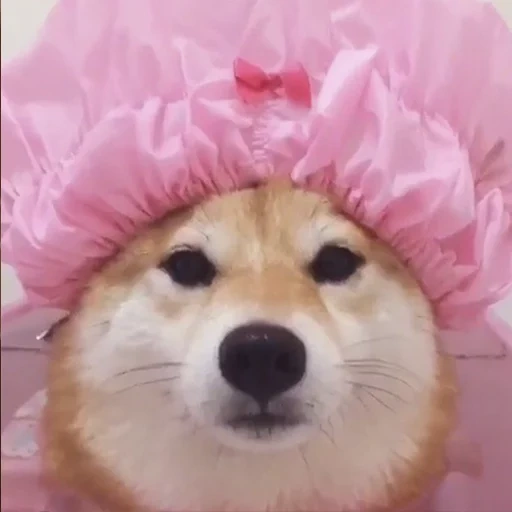 shiba, anjing memem, anjing di topi, hewan sayang, anjing sayang