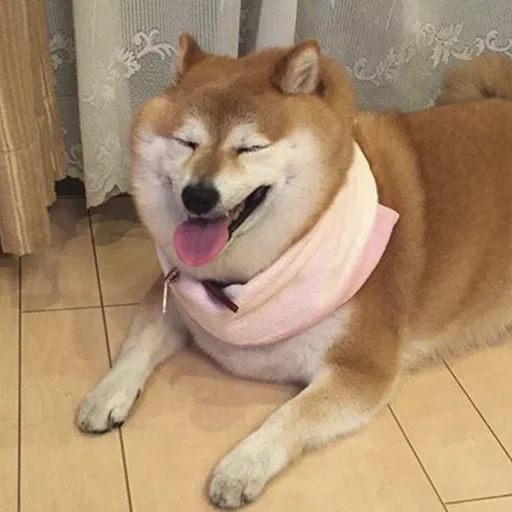 il cane di shiba juba, akita inu, shiba jiba, shiba inu, dog akita