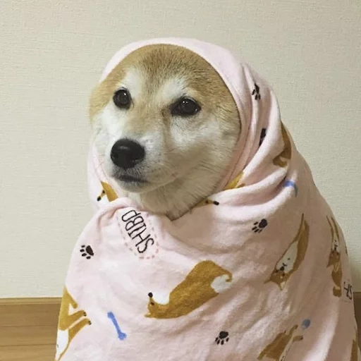 siba et chien chien, chien dans une couverture, chien, siba iu ou, shiba iuu