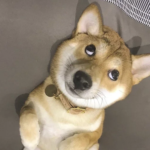 shiba inu chien, siba et chien, shiba inu, shiba inu, akita chien