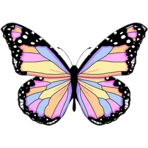butterfly template, vector butterfly, butterfly butterfly, butterfly picture, butterfly drawing