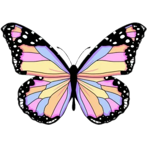 plantilla de mariposa, mariposa vectorial, mariposa, imagen de mariposa, dibujo de mariposas