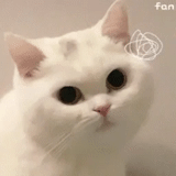 cat, cat, cats, white cat, domestic cat