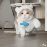 snoopy cat, funny cats, cute animals, snoopy cat, funny animals