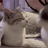 cat, animal cats, cute animals, funny animals, cute cats funny
