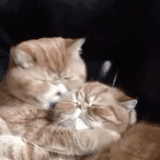 кот, кошка, чмокающий кот, кошачий поцелуй, целующиеся коты
