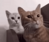 cat, cat, cats, cat cat, puss