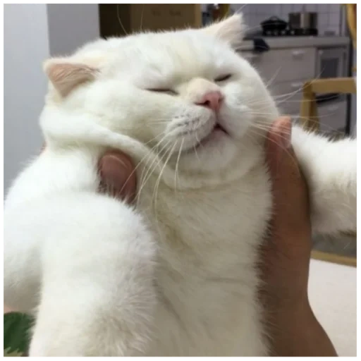 cat, seal, cats are funny, chin cat, lovely fat cat