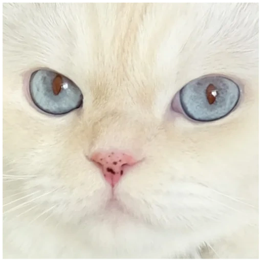 chat, soonmoo, chat blanc, chat blanc aux yeux bleus, chat blanc aux yeux bleus