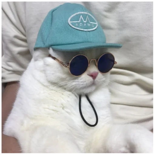 gato de gafas negras, gafas de gato panamomka