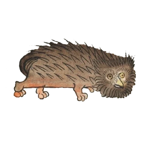 cat, hedgehog, porcupine, porcupine hedgehog, landak porcupine
