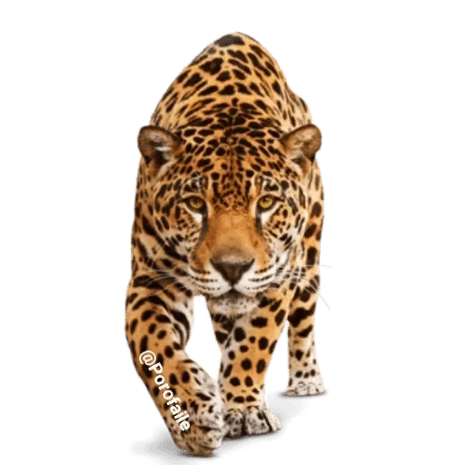 jaguar, ягуар 3д, ягуар леопард, леопард белом фоне, леопард прозрачном фоне