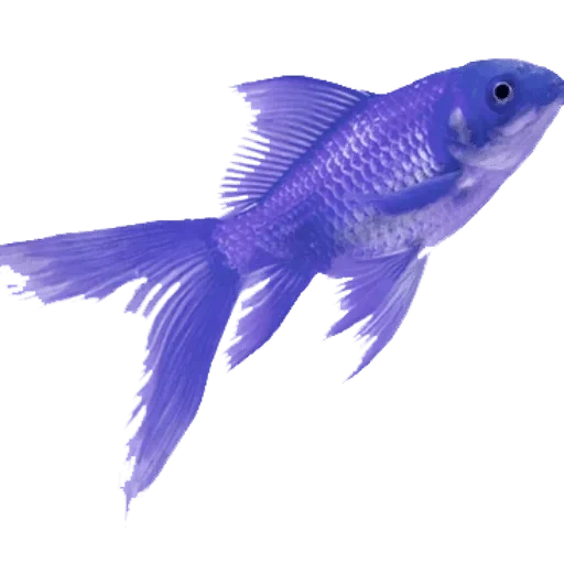 синяя рыбка, голубые рыбы, рыбка петушок, голубая рыбка, рыбка петушок синий