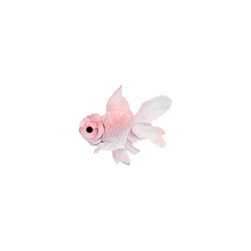 рыбка, розовая рыбка, милые розовые рыбки, золотая рыбка розовая, розовые рыбки белом фоне