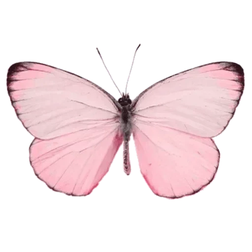 бабочка, розовые бабочки, бабочка бабочка, бело розовый мотылек, розовые бабочки белом фоне