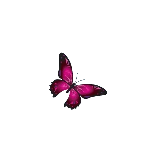 бабочка, цветок бабочка, розовые бабочки, бабочка бабочка, бабочка фиолетовая