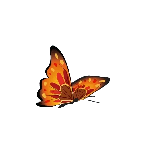 бабочка, мульти бабочка, бабочка бабочка, оранжевая бабочка, большая бабочка белый черный оранжевый
