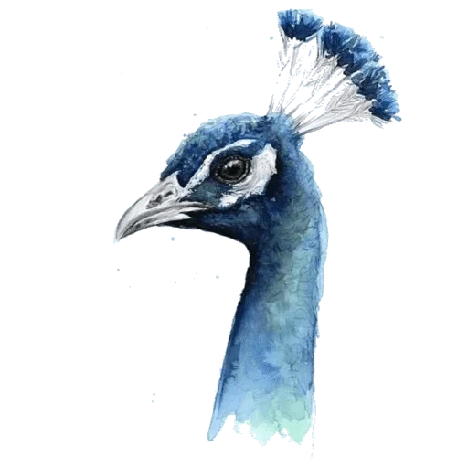 птица павлин, павлин рисунок, хохолок павлина, павлин акварелью, peacock blue чарон