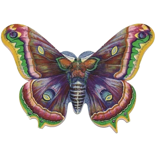 бабочка, крылья бабочки, монарх бабочка, бабочка мотылек, бабочка бабочка