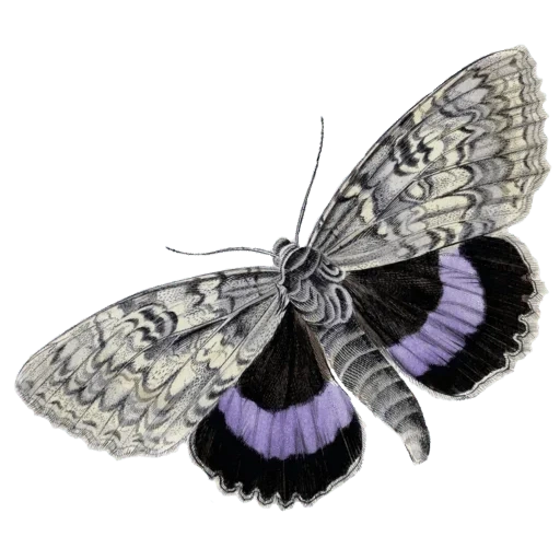 бабочка, крыло бабочки, мотылек бабочка, бражник бабочка, бабочка бабочка