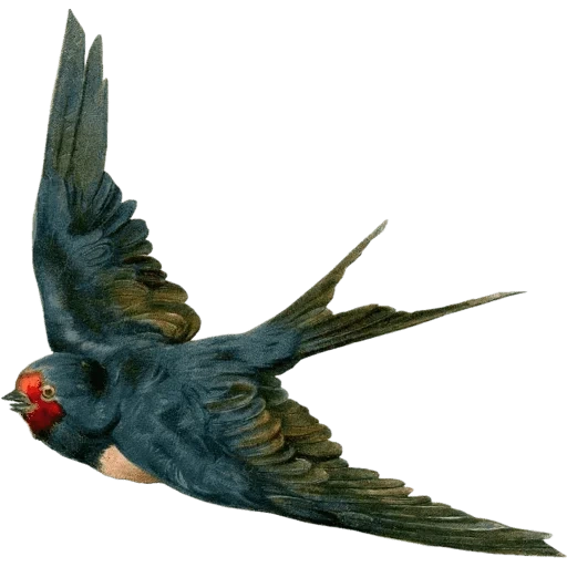 parakeet, ласточка, птица ласточка, ласточка белом фоне, ласточка прозрачном фоне