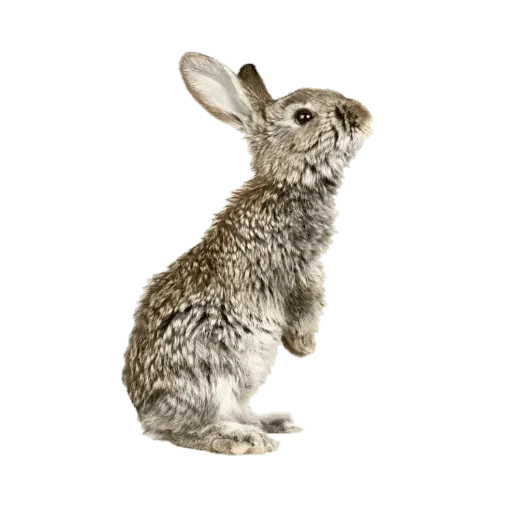 серый кролик, заяц белом фоне, кролик белом фоне, кролик полный рост, дикий кролик белом фоне