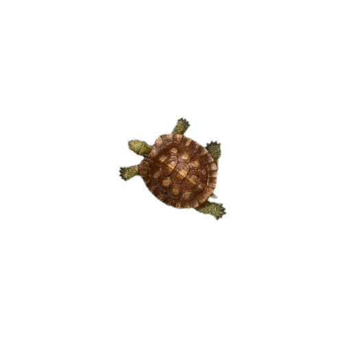 черепаха, черепаха сверху, черепаха морская, слоновая черепаха, панцирь морской черепахи
