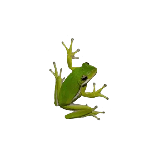 frog, жаба лягушка, зеленая жаба, лягушка белом фоне, лягушка зеленом фоне