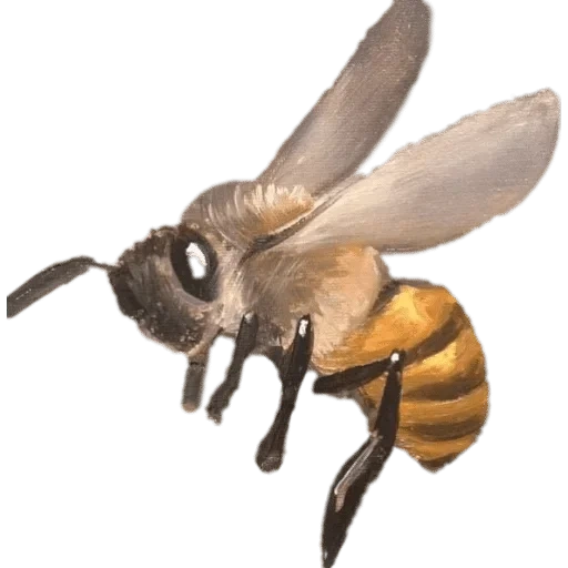 пчела, пчела шмель, пчела шмель оса, пчелы белом фоне, пчелы прозрачном фоне