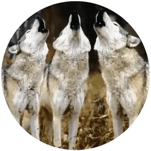 волчий, волк вой, wolf howl, стая волков, wolf clan mix picmix