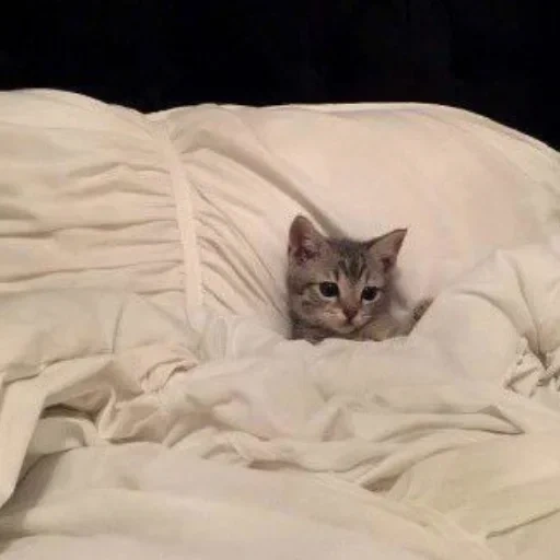 кот, кошка, кот постели, кот кровати, котик кровати