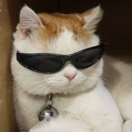 крутой кот, милые котики, кот очками мем