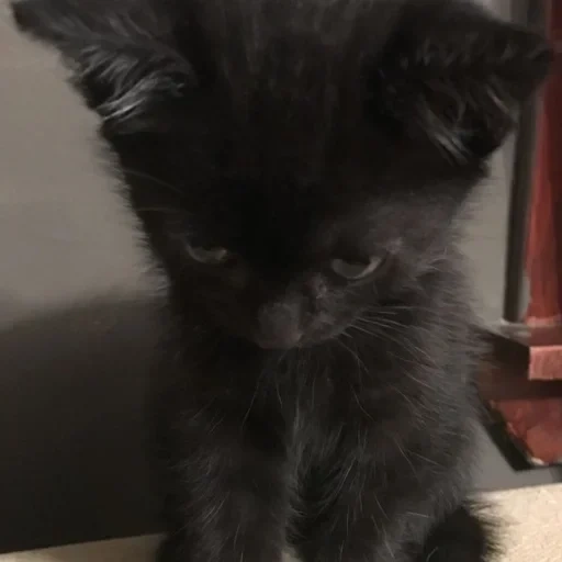 кошка, котенок черный, чёрный котенок больной, пушистый черный котенок, черный пушистый котенок беспородный
