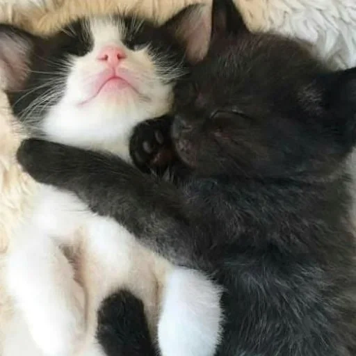 кошка, котик, милые котики, обнимающиеся котики, черный белый котик обнимаются