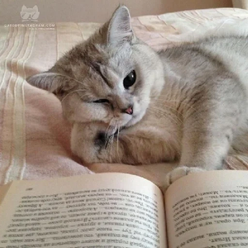 кот, кот учится, книга котик, читающий кот, кошка читает книгу