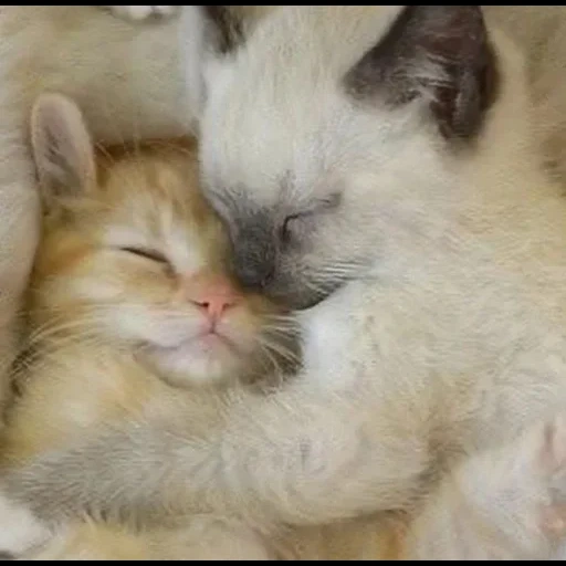 милые котики два, котики обнимаются, обнимающиеся коты, милые котики вдвоем, котята спят вместе сиамский рыжий