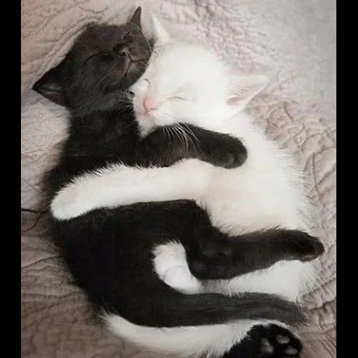 кот, черный кот, кот котенок, бело черный кот, кошка черно белая