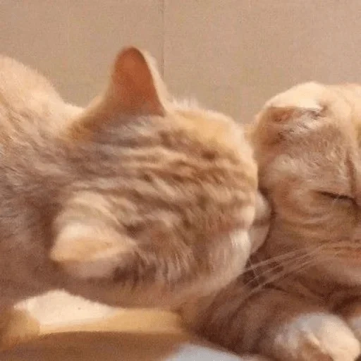 кот, кошка, котик, котики обнимашки, обнимающиеся котики