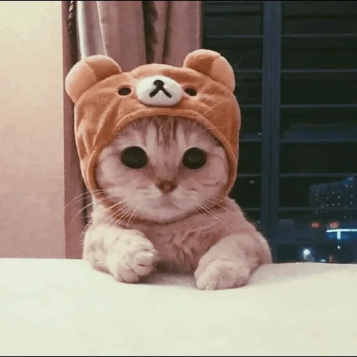 котики, cat cute, милые котики, милый котик шапочке, фотографии милых котиков